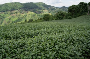 Dağdaki çay çiftliği, Doi Mae Salong, Chiang Rai, Tayland