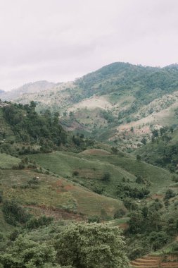 Dağdaki çay çiftliği, Doi Mae Salong, Chiang Rai, Tayland