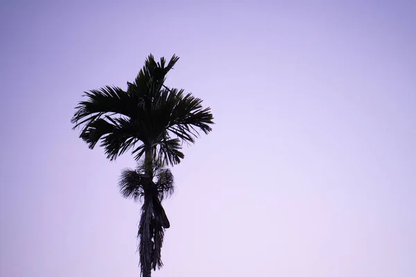 Jedna Palma Fioletowym Tle Zachodzącego Słońca Przestrzeń Kopiowania — Zdjęcie stockowe