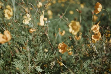 Mon Jam Tayland 'da Sarı Kozmos Tarlası çiçekleri
