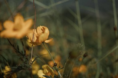 Mon Jam 'de sarı kozmos çiçeği. Mavi arkaplan