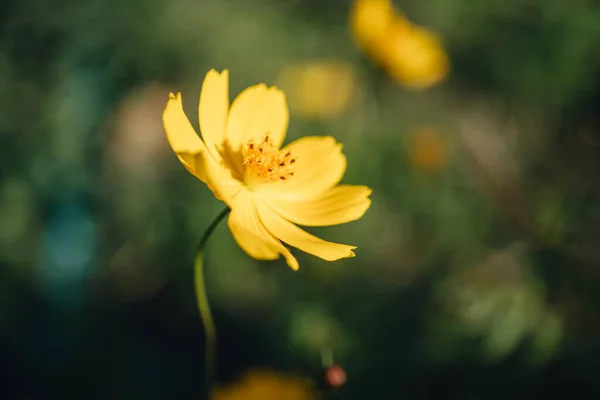 ジャムの黄色いコスモスの花 背景は青く — ストック写真