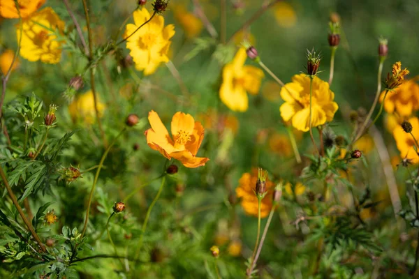 Campo Flores Cosmos Amarelas Mon Jam Tailândia — Fotografia de Stock