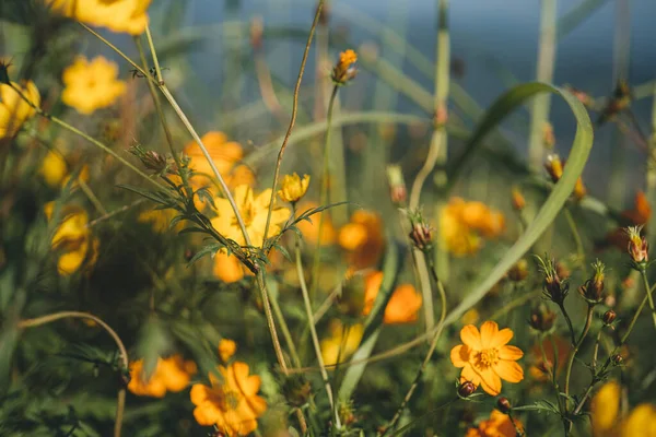 Champ Fleurs Cosmos Jaunes Mon Jam Thaïlande — Photo