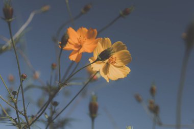 Sarı Kozmos çiçeğinin Mon Jam 'deki alt görüntüsü