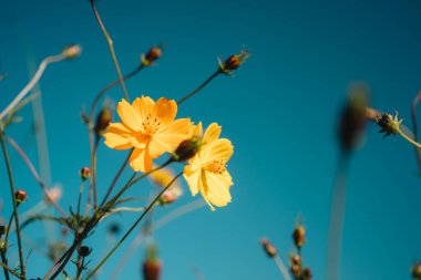Sarı Kozmos çiçeğinin Mon Jam 'deki alt görüntüsü