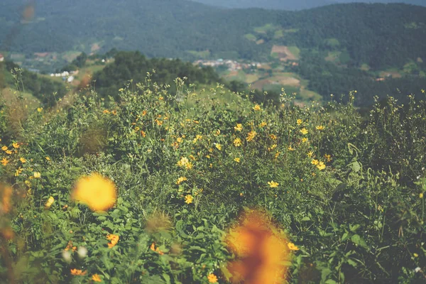 Field Yellow Cosmos Flowers Mon Jam Thailand — 图库照片