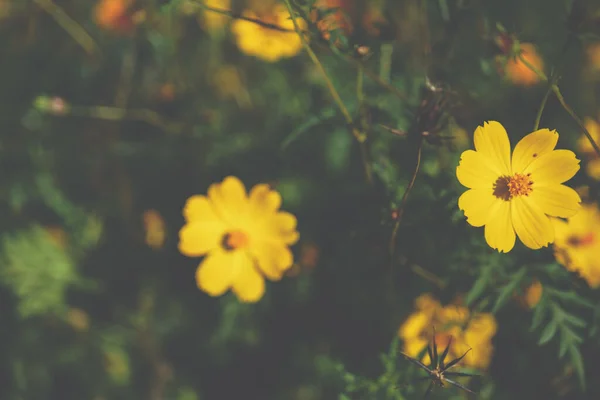 Champ Fleurs Cosmos Jaunes Mon Jam Thaïlande — Photo