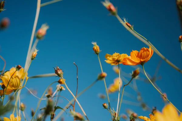Onderaanzicht Van Gele Kosmos Bloemen Mon Jam — Stockfoto