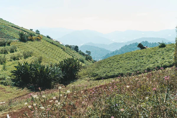 Paysage Panoramique Belvédère Dans Champ Fraises Mon Jam Nord Thaïlande — Photo