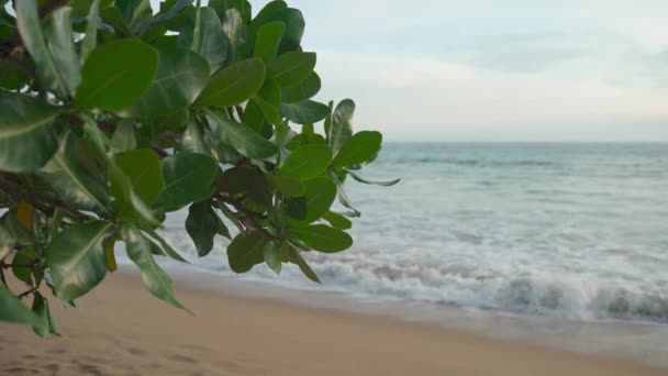 Paysage de plage de sable au coucher du soleil. Vagues sur la mer. Phare — Video