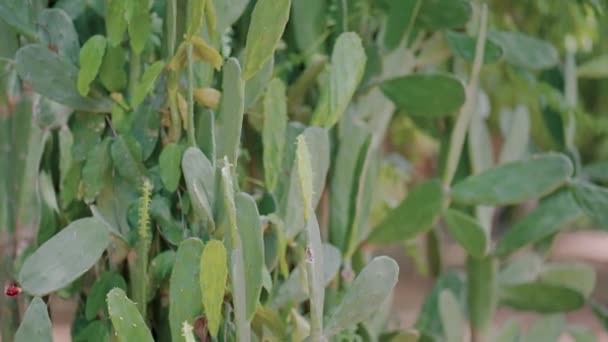 Cactus Pera Espinosa Otras Plantas Tailandia Disparo Mano — Vídeos de Stock