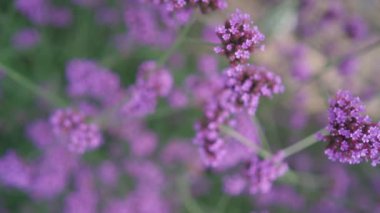 Tayland 'ın kuzeyinde Mon Jam' de çilek tarlasında mor kır çiçekleri. Ağır çekim. El kamerasıyla.