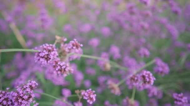 Paarse Wilde Bloemen Uitkijkpunt Aardbeienveld Mon Jam Het Noorden Van — Stockvideo