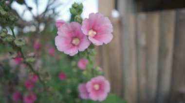 Pembe çiçek tozu ya da rüzgarda sallanan malva. El kamerasıyla.