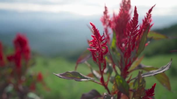 Red Flowers Viewpoint Strawberry Field Mon Jam North Thailand Handheld Stock Footage