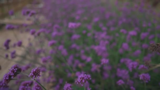 Flores Silvestres Púrpuras Mirador Campo Fresas Mon Jam Norte Tailandia — Vídeos de Stock