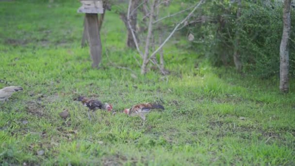 两只公鸡的战斗 在农场的草地上与年轻的公鸡搏斗 手持射击 — 图库视频影像