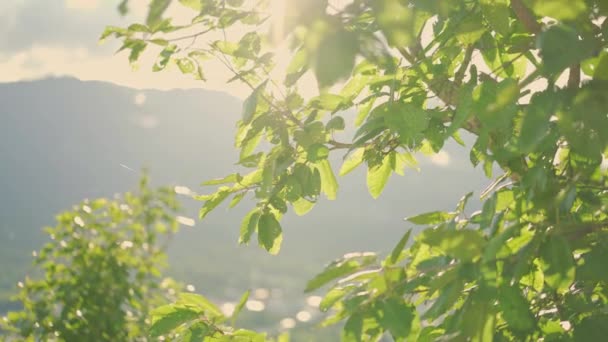 緑の葉の上に美しいサンシャイン 山との高いからの風景 手持ち撮影 — ストック動画