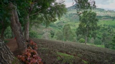 Dağdaki çay çiftliği, Doi Mae Salong, Chiang Rai, Tayland. El kamerasıyla.