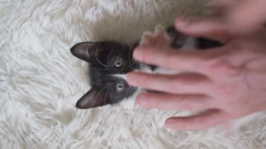 Sırtüstü uzanmış beyaz bir halıya uzanmış kedi yavrusu manzarası. El kamerasıyla.