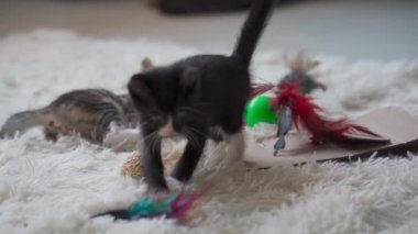 Beyaz tüylü halıda kavga eden küçük kedi yavruları. El kamerasıyla.