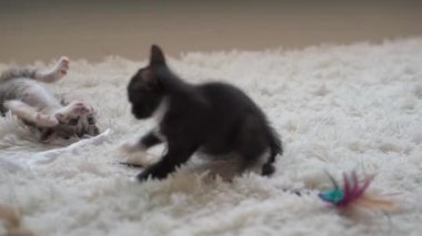 Beyaz tüylü halıda kavga eden küçük kedi yavruları. El kamerasıyla.