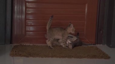 Plastik mavi kutuda oynayan küçük kedicikler. El kamerasıyla.