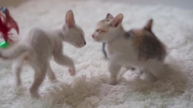 Beyaz tüylü halıda kavga eden küçük kedi yavruları. El kamerasıyla.