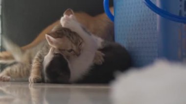 Kavgayla oynayan küçük kediler. El kamerasıyla.