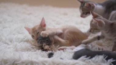 Beyaz tüylü halıda kavga eden küçük kedi yavruları. El kamerasıyla.
