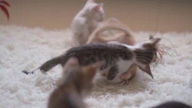 Beyaz tüylü halıda kavga eden küçük kedi yavruları. El kamerasıyla.