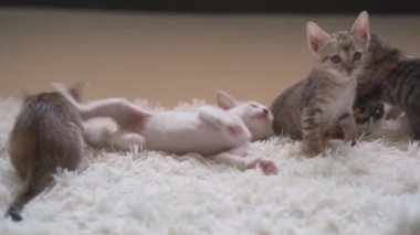 Beyaz tüylü halıda kavga eden küçük kedi yavruları. El kamerasıyla.