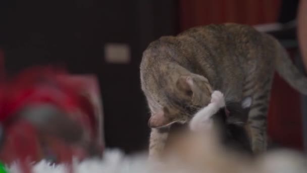 Ibu Kucing Menjilati Anak Kucing Kecilnya Tembakan Genggam — Stok Video