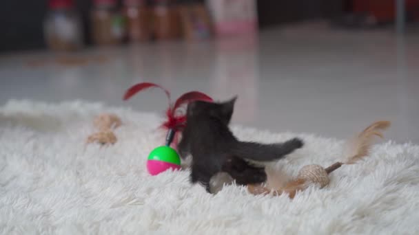 Kleine Schwarze Kätzchen Spielen Auf Weißem Teppich Drinnen Handschuss — Stockvideo