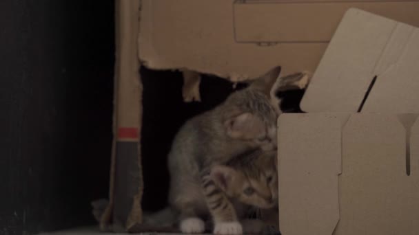 Deux Chatons Drôles Jouant Avec Une Grande Boîte Carton Coup — Video