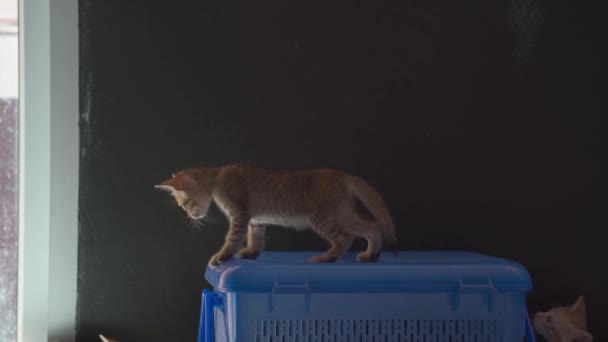 Pequenos Gatinhos Jogando Cima Caixa Azul Plástico Tiro Portátil — Vídeo de Stock