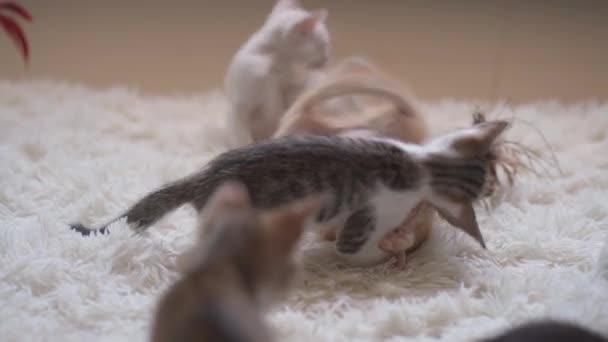 Маленькі Кошенята Бавляться Білому Пухнастому Килимі Ручний Постріл — стокове відео