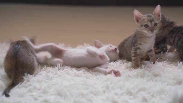 Small Kittens Playing Fighting White Fluffy Carpet Handheld Shot Stock Video