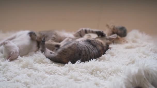 白いふわふわのカーペットの上で戦う小さな子猫 手持ち撮影 — ストック動画