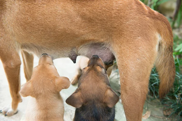 Chiots sucer lait de mère — Photo