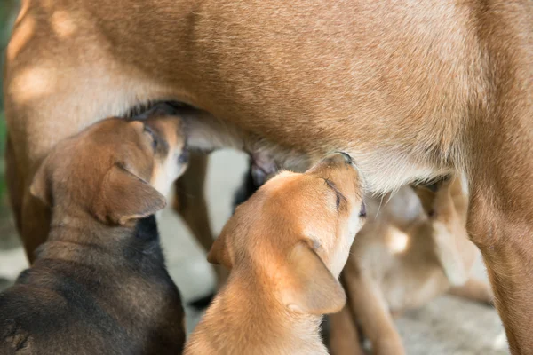 Chiots sucer lait de mère — Photo