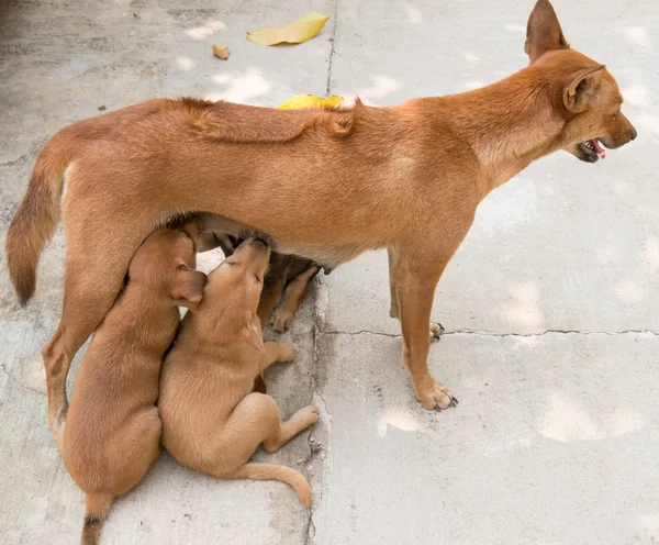 Chiots sucer lait de mère sein — Photo