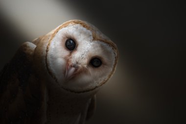 ortak peçeli baykuş (Tyto albahead) yakından