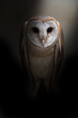 ortak ahır baykuşu ( Tyto albahead )