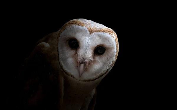 Coruja comum celeiro (Tyto albahead) close up — Fotografia de Stock