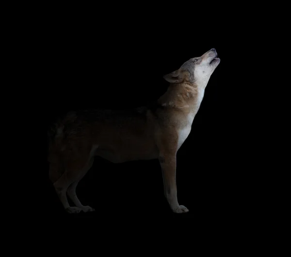 Lobo cinzento uivando no fundo escuro — Fotografia de Stock