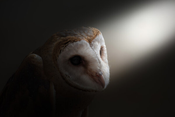 Common barn owl ( Tyto albahead ) in dark background