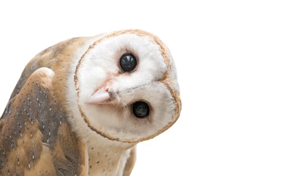 Common barn owl ( Tyto albahead ) isolated — Stock Photo, Image