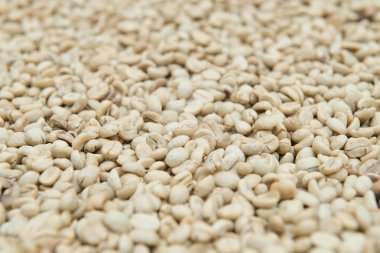 Kahve çekirdekleri güneşte kurutulmuş